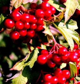 саженцы калины - вариант 3