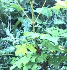 саженцы каштана - модель 1