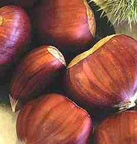 саженцы каштана - модель 3