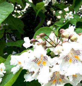 саженцы катальпы - тип 1