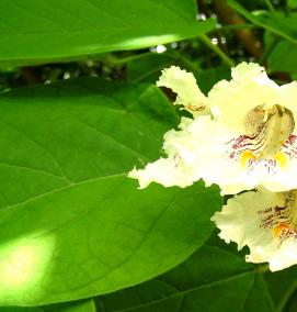 саженцы катальпы - тип 4