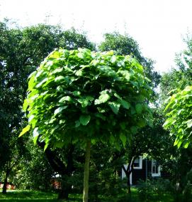 саженцы катальпы - тип 3