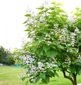 саженцы катальпы - тип 2