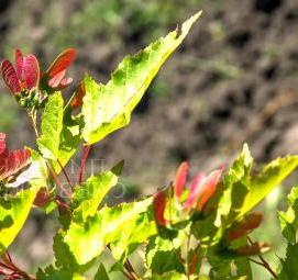 саженцы клена питомник - вариант 3