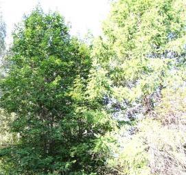 саженцы клена питомник - вариант 2