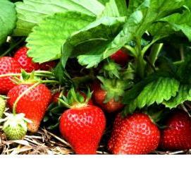 саженцы клубника голландия - вариант 1