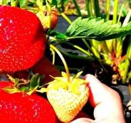 саженцы клубника голландия - вариант 4