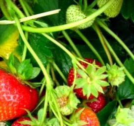 саженцы клубника голландия - вариант 3