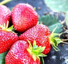 саженцы клубника голландия - вариант 2