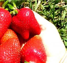 саженцы клубники альба - модель 1