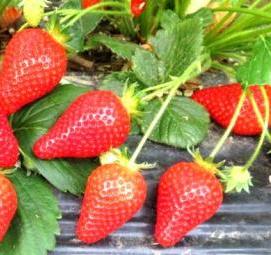 саженцы клубники альба - модель 4