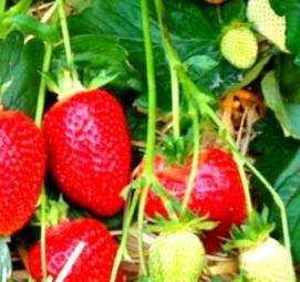 саженцы клубники альба - модель 3