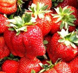 саженцы клубники альба - модель 2