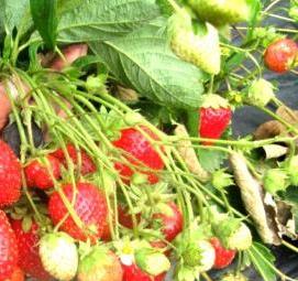 саженцы клубники мурано - вариант 1