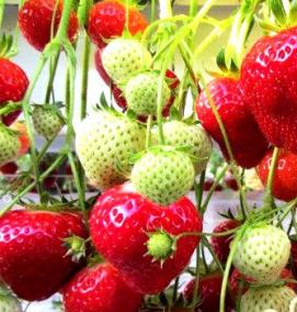 саженцы клубники на подоконнике - тип 1