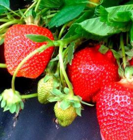 саженцы клубники на подоконнике - тип 4