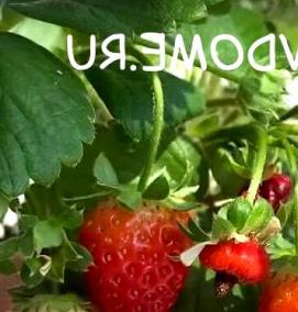 саженцы клубники на подоконнике - тип 3