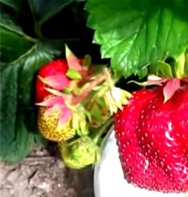 саженцы клубники на подоконнике - тип 2