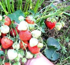 саженцы клубники сирия - тип 1