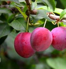 саженцы колоновидной сливы - модель 1