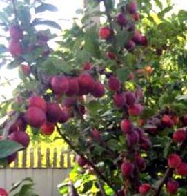 саженцы колоновидной сливы - модель 4