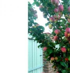 саженцы колоновидной сливы - модель 3