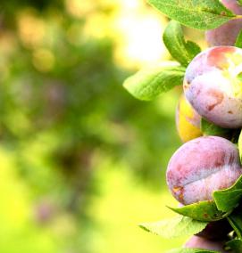 саженцы колоновидной сливы - модель 2