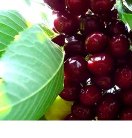 саженцы колоновидных деревьев - тип 1