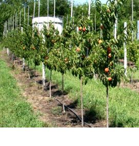 саженцы колоновидных деревьев - тип 4