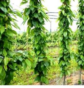 саженцы колоновидных деревьев - тип 3