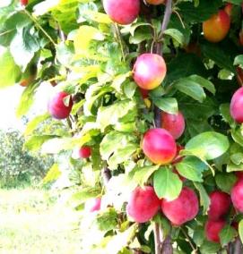 саженцы колоновидных деревьев - тип 2