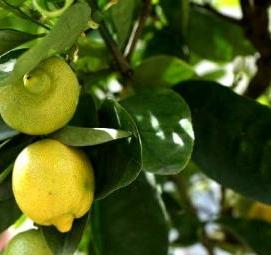 саженцы комнатных лимонов - модель 1
