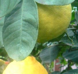 саженцы комнатных лимонов - модель 4