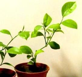 саженцы комнатных лимонов - модель 3