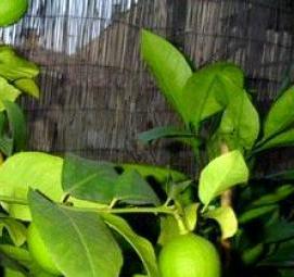 саженцы комнатных лимонов - модель 2