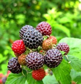 саженцы крупной малины - вариант 1