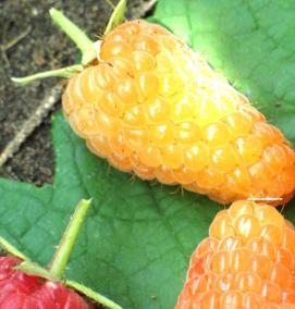 саженцы крупной малины - вариант 4