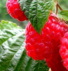 саженцы крупной малины - вариант 3