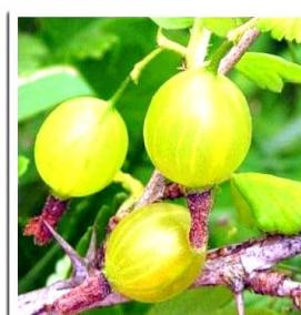 саженцы крыжовника питомник - модель 1