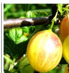 саженцы крыжовника питомник - модель 4