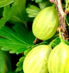 саженцы крыжовника питомник - модель 2