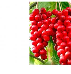 саженцы лимонника китайского - модель 1