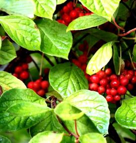 саженцы лимонника китайского - модель 4