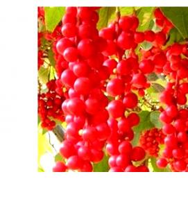 саженцы лимонника китайского - модель 3