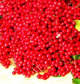 саженцы лимонника китайского - модель 2