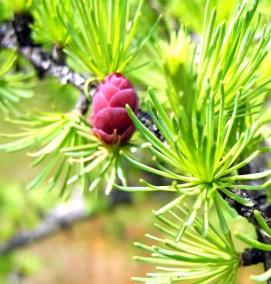 саженцы лиственницы - вариант 1