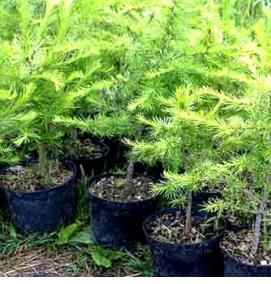 саженцы лиственницы - вариант 4