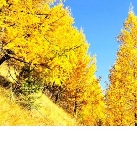 саженцы лиственницы - вариант 3