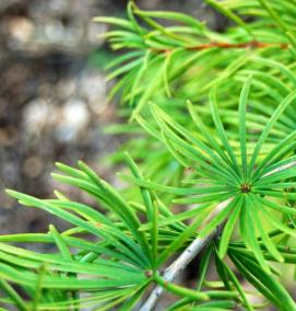 саженцы лиственницы - вариант 2