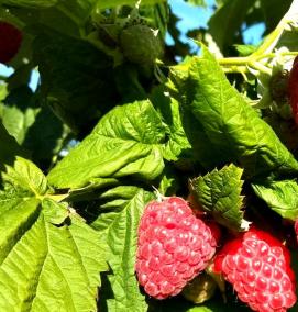 саженцы малинового дерева - вариант 4